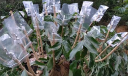 荔枝嫁接技术视频,视频详解嫁接技巧与要点