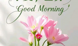 早上好视频,开启美好一天的心灵之旅